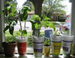 Tomato Transplants in Window