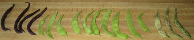 First bean crop