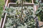 Lemon Boy (sick plant)