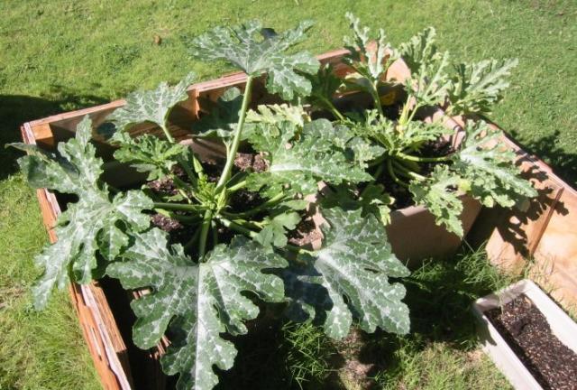 Zucchini Plants