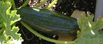 First Zucchini