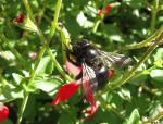Bee IMG_2323
