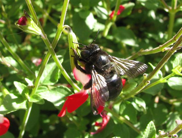 Bee IMG_2323
