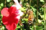 Bee IMG_2362