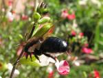 Bee IMG_2366