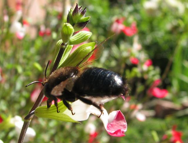 Bee IMG_2366