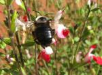 Bee Landing IMG_2297