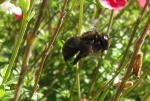 Bee Takeoff IMG_2304
