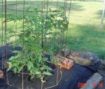 2007 Tomatoes