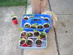 Loquat Plants