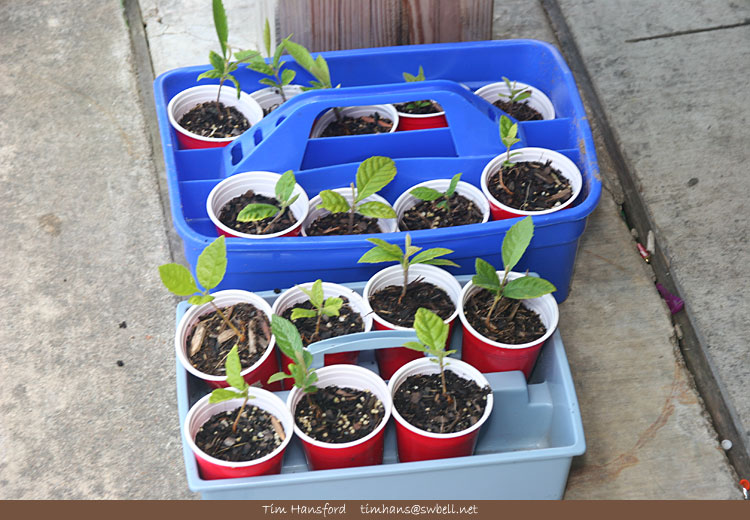 Loquat plants (IMG_8237)