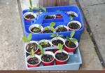 Loquat plants (IMG_8237)