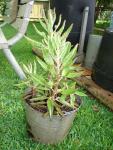 cacti-bucket