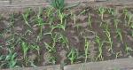 Garlic plants planted 3-28-07