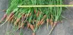 EB carrot thinning 8-2-07