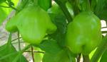 Peppers