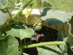 Vedrantais melon