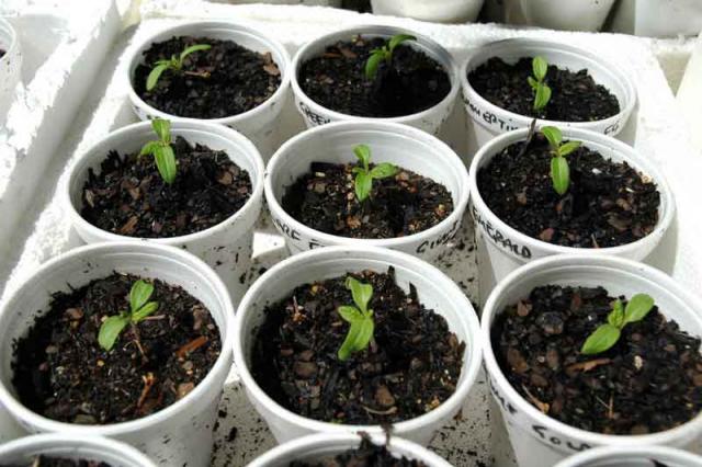 Dwarves---Seedling-SIzes