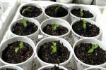 Dwarves---Seedling-SIzes