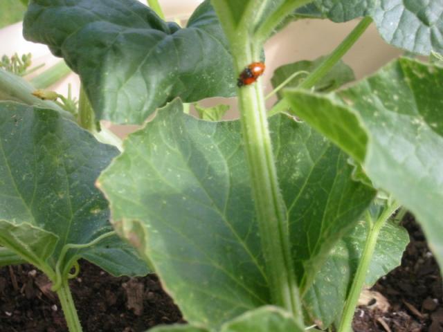 humpin ladybugs