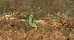 lil green worm
