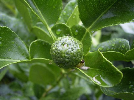 Baby-Kaffir-lime.jpg