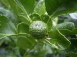Baby-Kaffir-lime.jpg