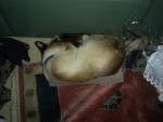Cat-puzzle.jpg