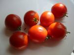 bush goliath tomatoes