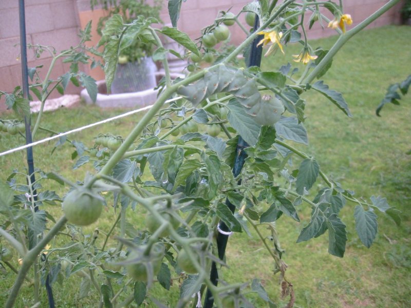 sungold - hornworm 1