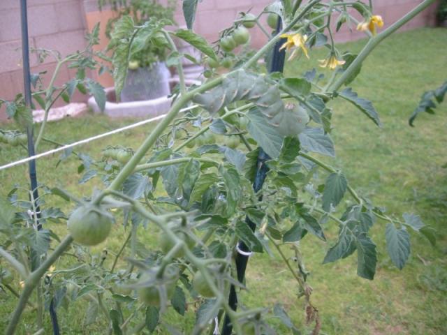 sungold - hornworm 1
