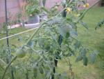 sungold - hornworm 1