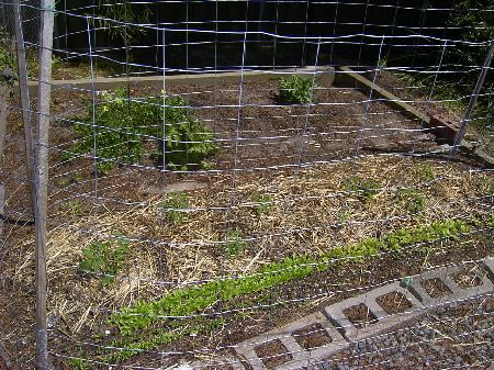 Lettuces and herbs.jpg