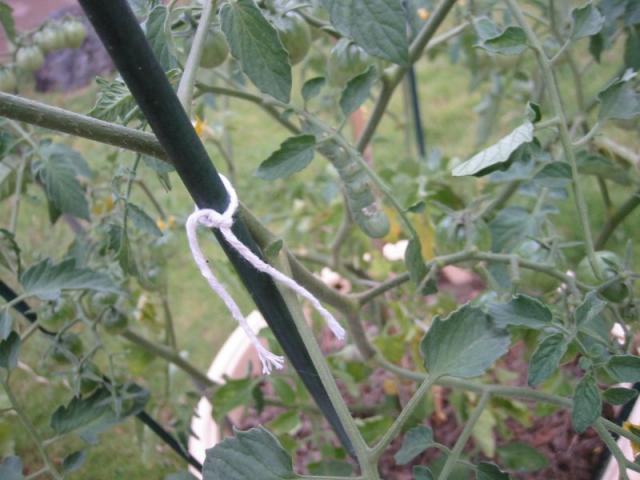 sungold - hornworm 2
