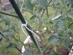 sungold - hornworm 2