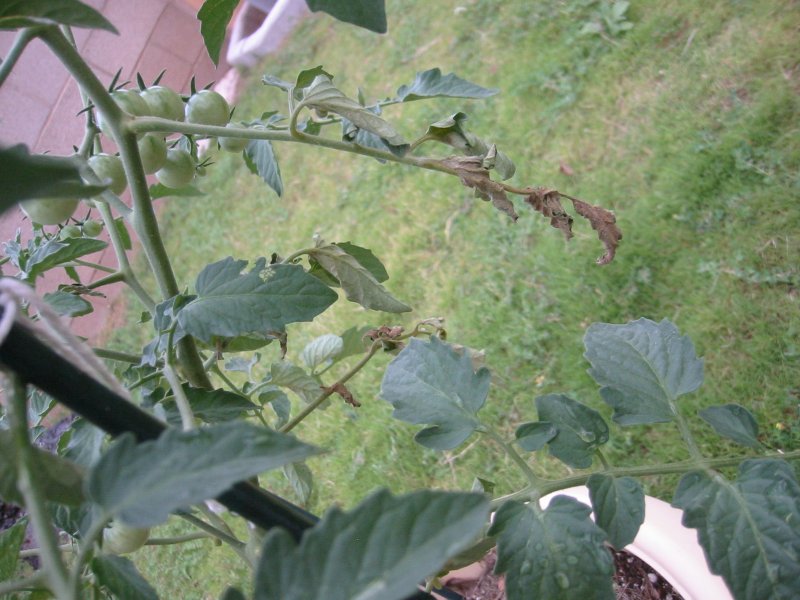 sungold - shriveled leaves