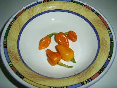 Habanero Neon.jpg
