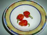 Scotch Bonnet Grenada.jpg