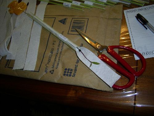 Seedlings in straws.jpg