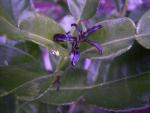 Kaffir lime newgrowth.jpg