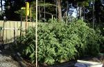 My Tomato Patch.jpg