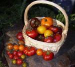 Early morning tomatoes.jpg