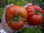 Three per kilo.jpg