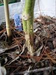 Stem rot survivor.jpg