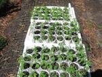 2007 Seedlings