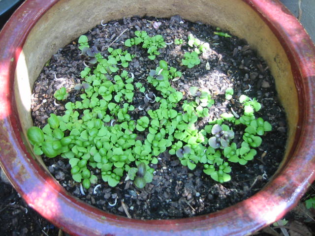 Basil