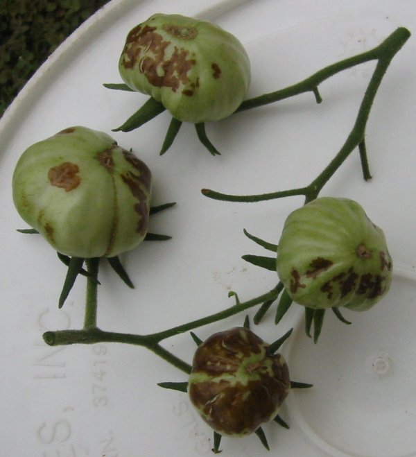 prudens - brown spots