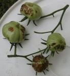 prudens - brown spots