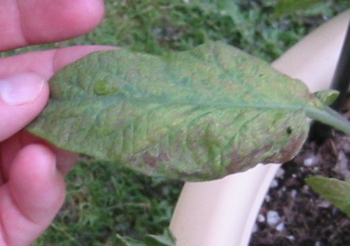 prudens - brown leaves