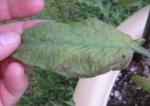 prudens - brown leaves